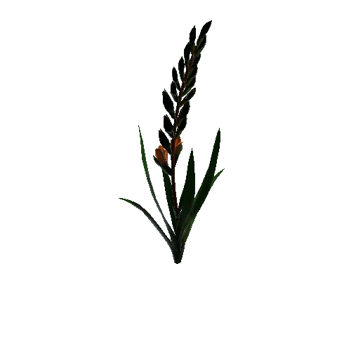 flower gladiolus2 1